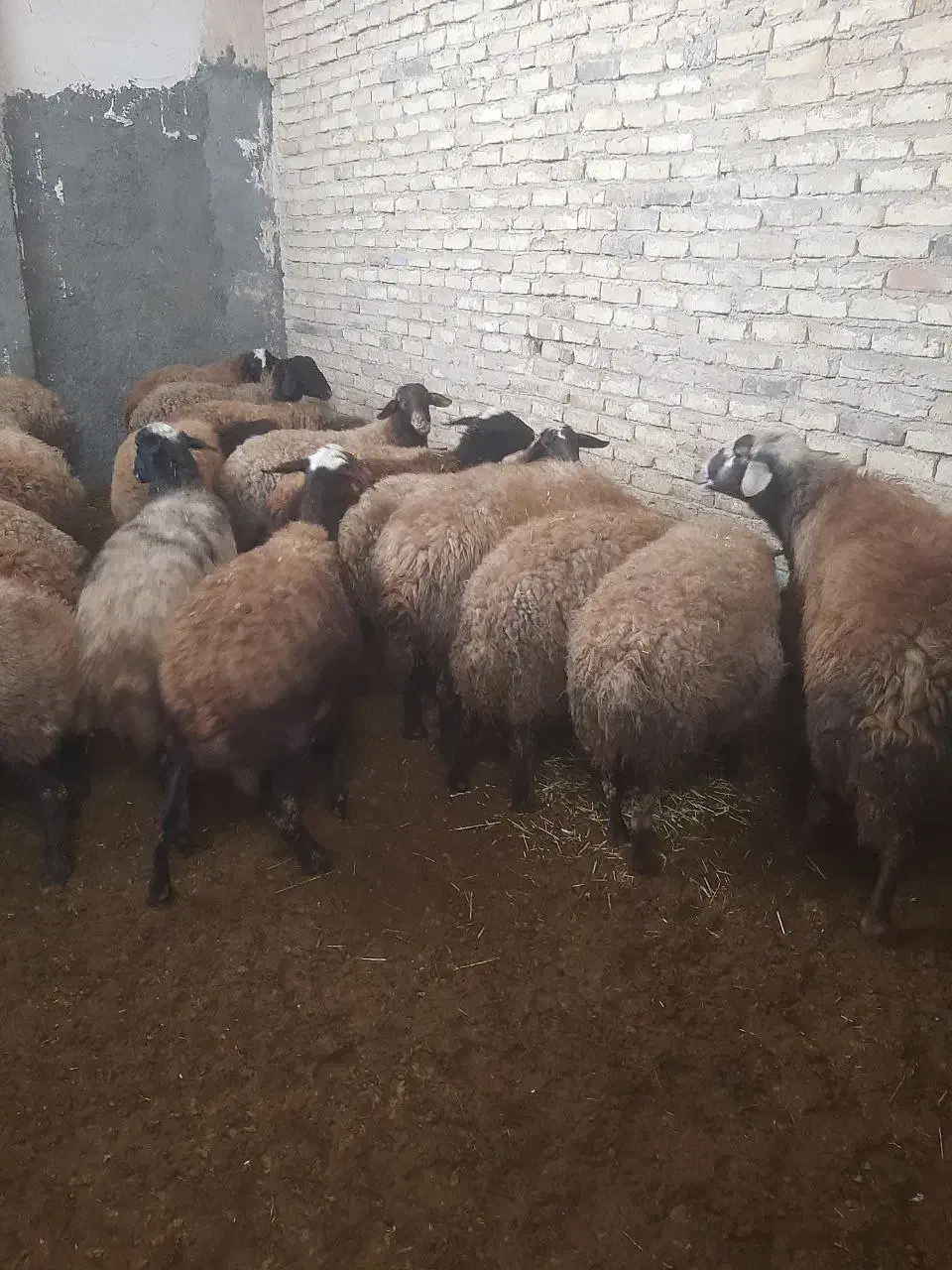 فروش قوچ|حیوانات مزرعه|مهاجران, |دیوار
