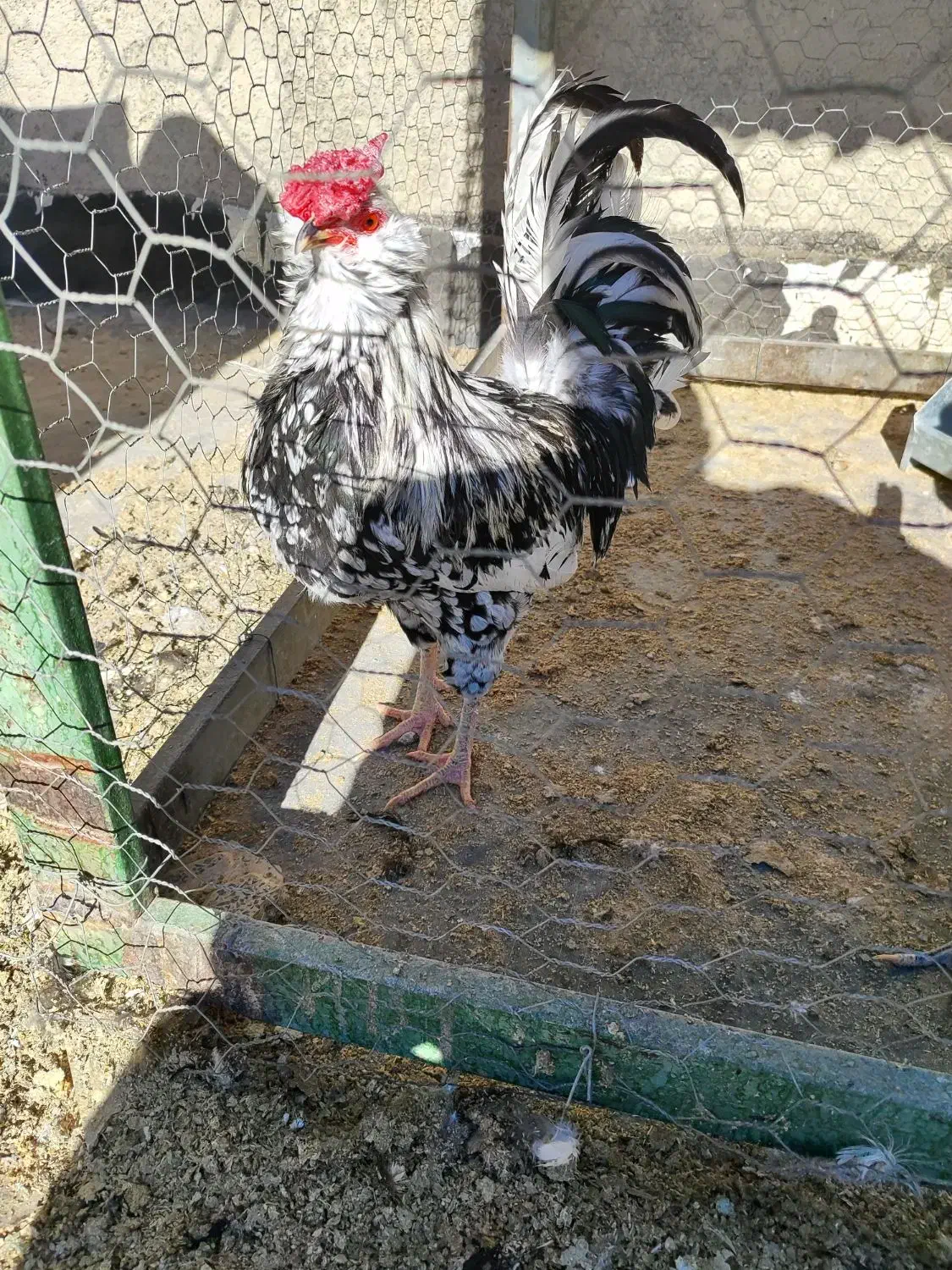 فروش ۲ تا خروس گلین|حیوانات مزرعه|فرخشهر, |دیوار