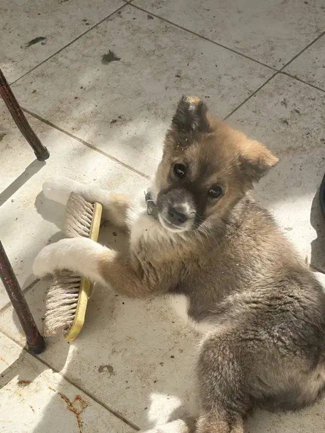 سگ سرابی|سگ|یزد, |دیوار