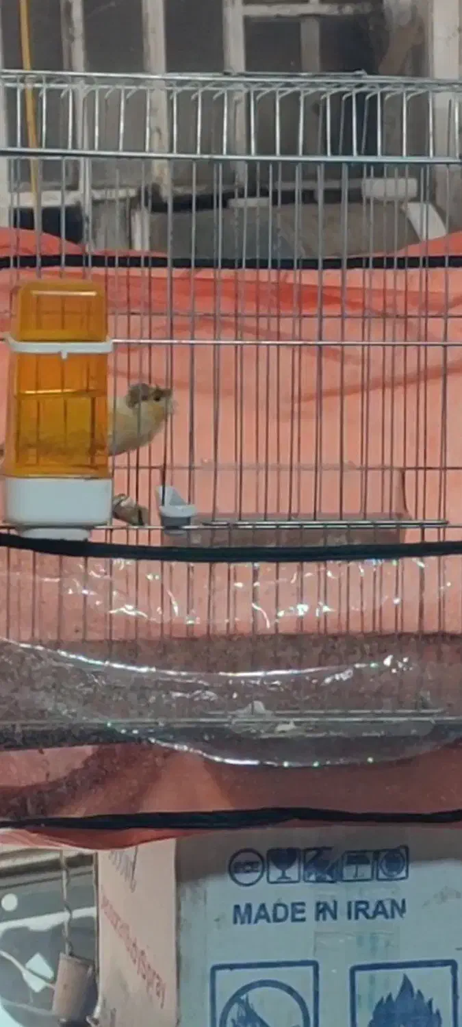 قناری مست مست|پرنده|شیراز, کوشک میدان|دیوار