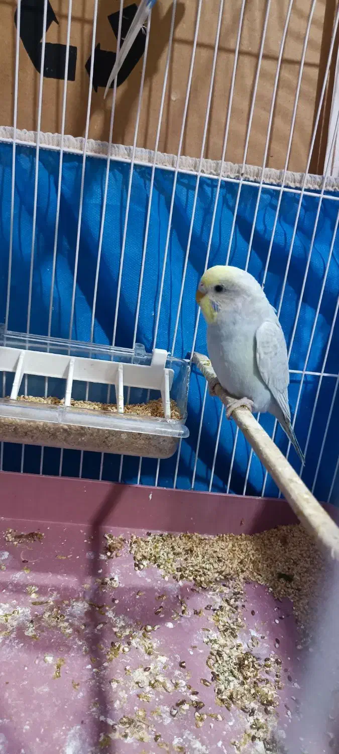 دو جفت مرغ عشق|پرنده|بندر ماهشهر, |دیوار