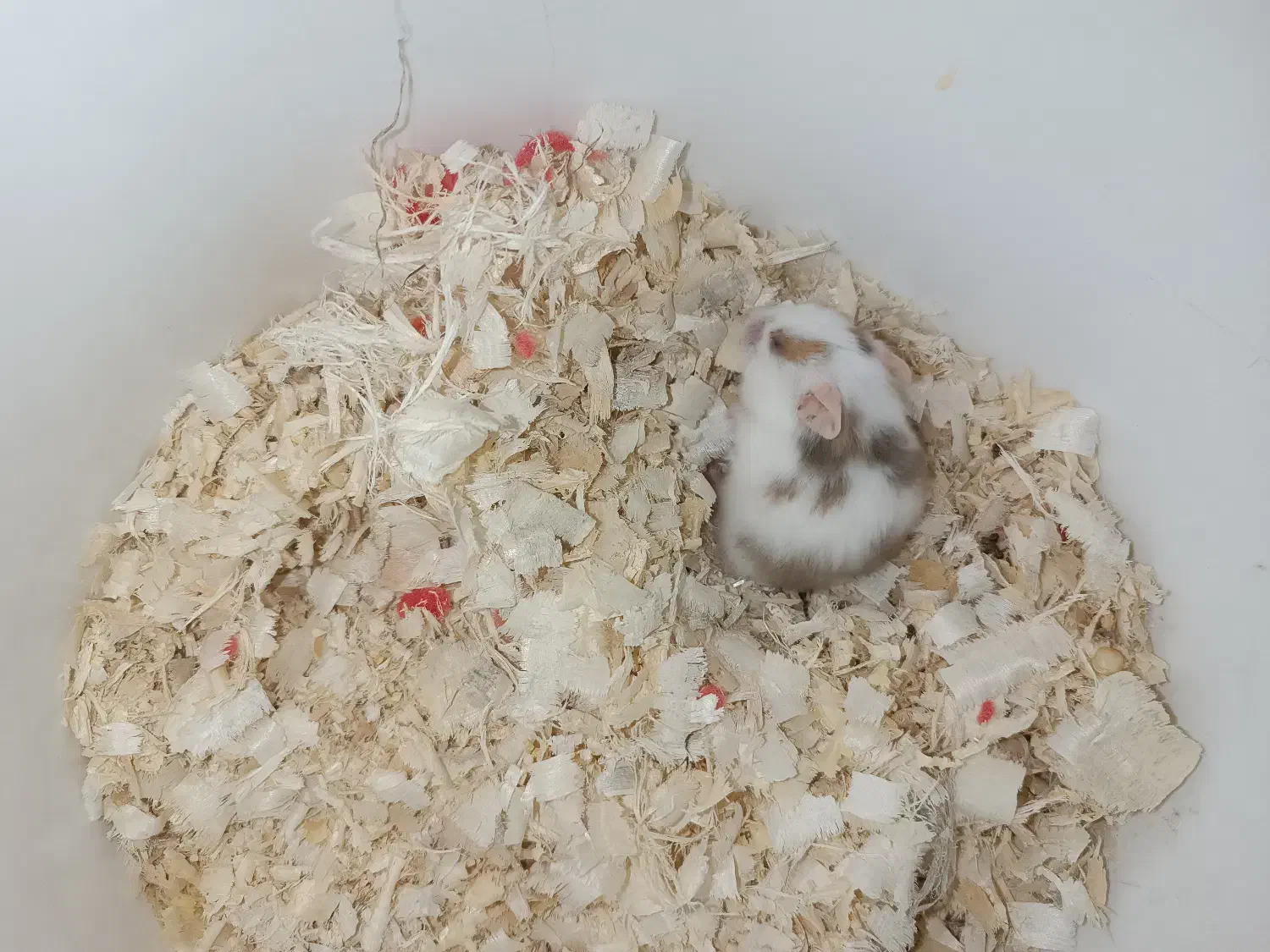 همستر|موش و خرگوش|اصفهان, بهارستان|دیوار