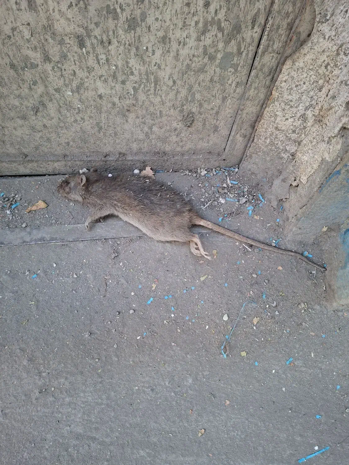 سمپاشی سوسک ساس سم پاشی مورچه طعمه گذاری موش|خدمات نظافت|ری, شهادت|دیوار