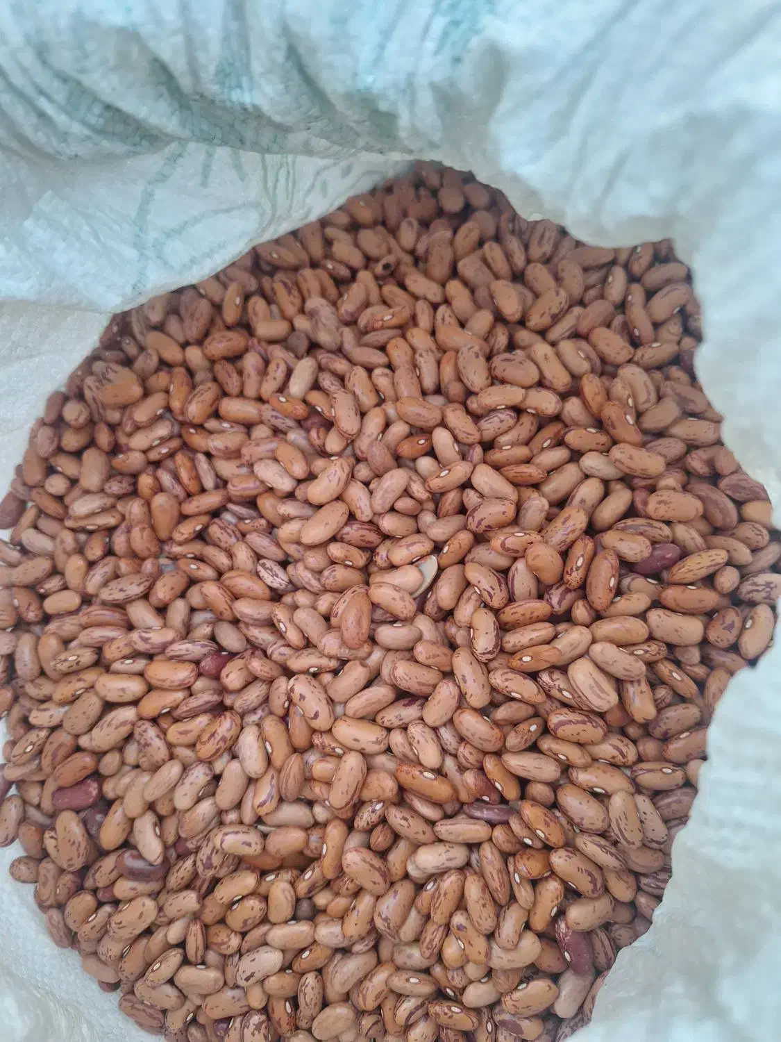 لوبیاچیتی|خوردنی و آشامیدنی|خورموج, |دیوار