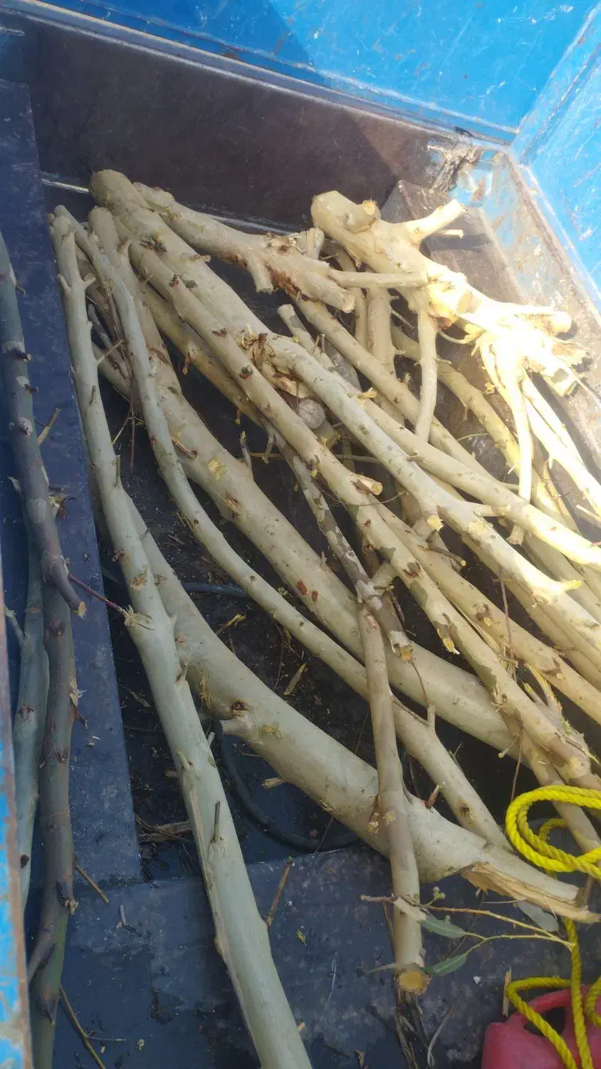 خریدار چوب|خدمات باغبانی و درختکاری|رباط‌کریم, الارد|دیوار