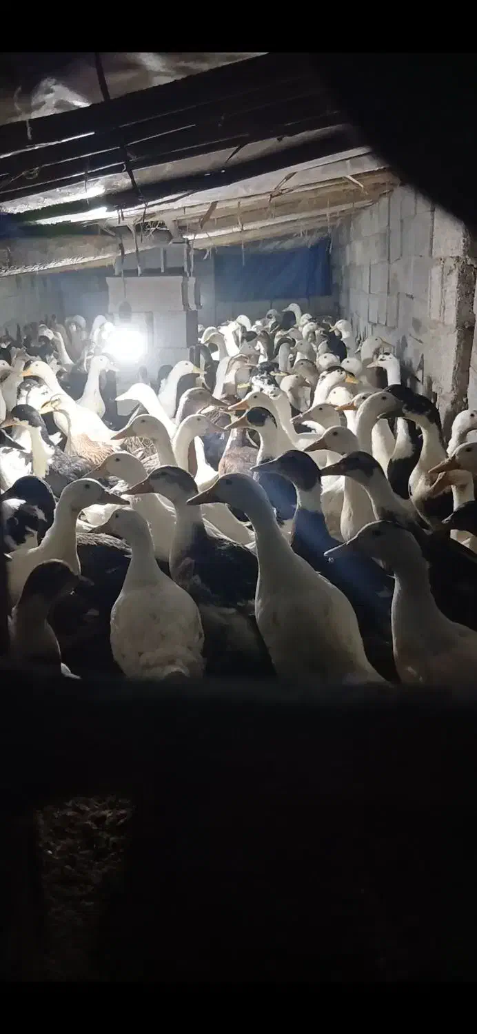 اردک دشتی ارگانیک|حیوانات مزرعه|بابلسر, |دیوار