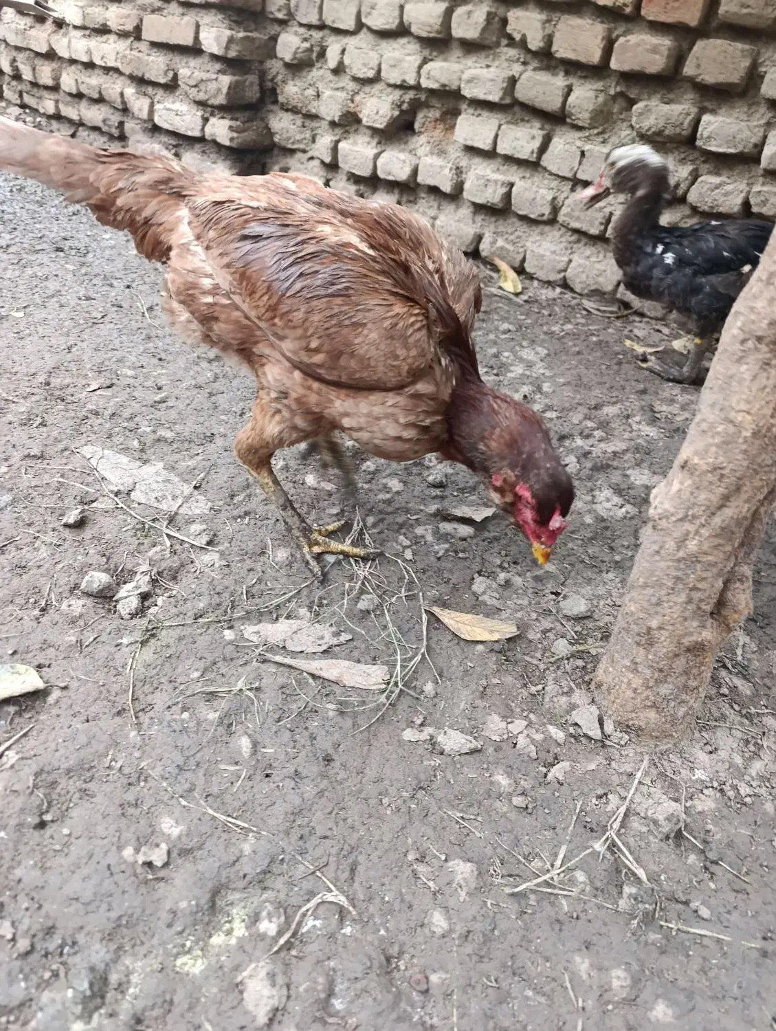 مرغ لاری|حیوانات مزرعه|گرگان, |دیوار