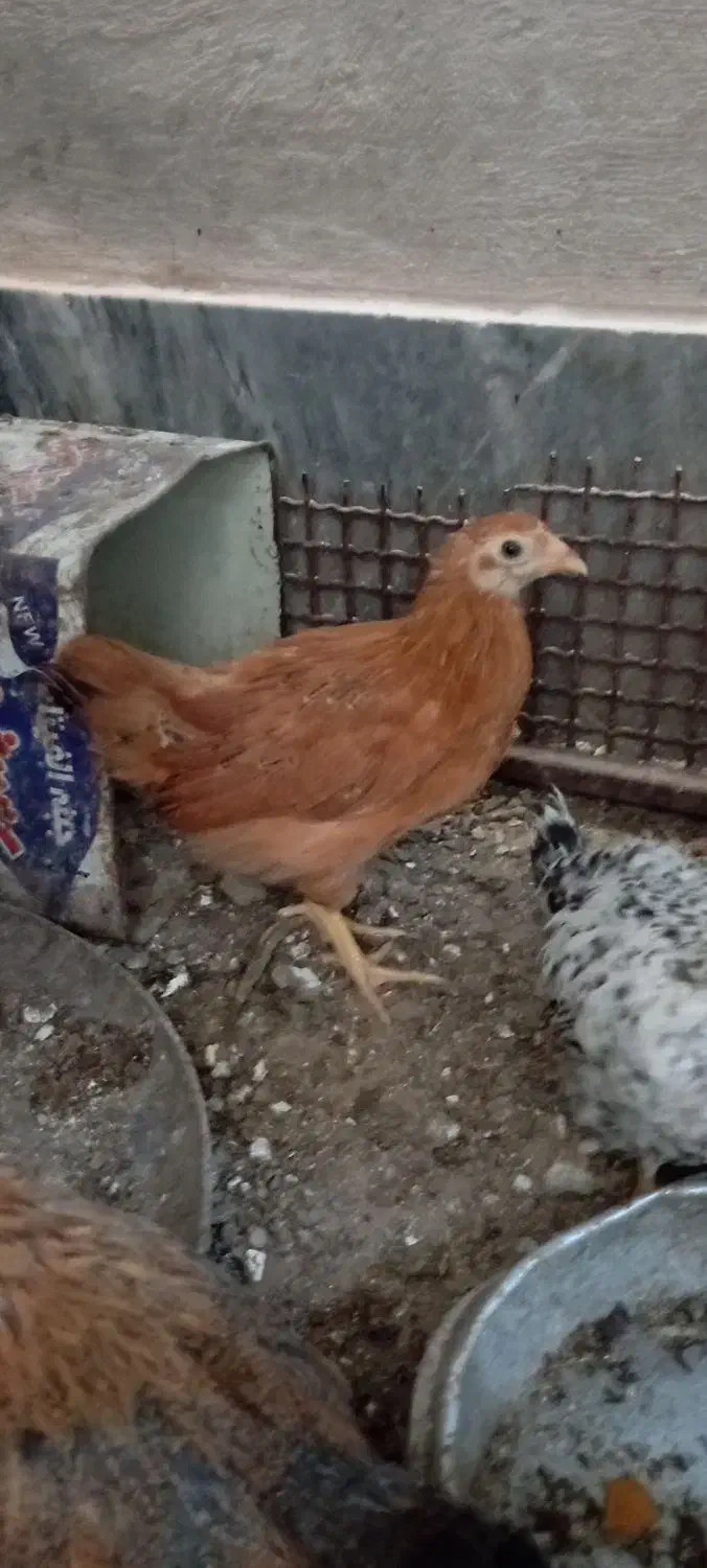 جوجه مرغ محلی نهبندان|حیوانات مزرعه|نهبندان, |دیوار