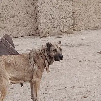 سگ سرابی|سگ|قهدریجان, |دیوار