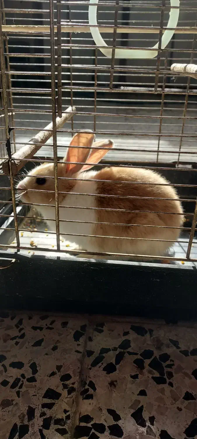 خرگوش|موش و خرگوش|دزفول, |دیوار