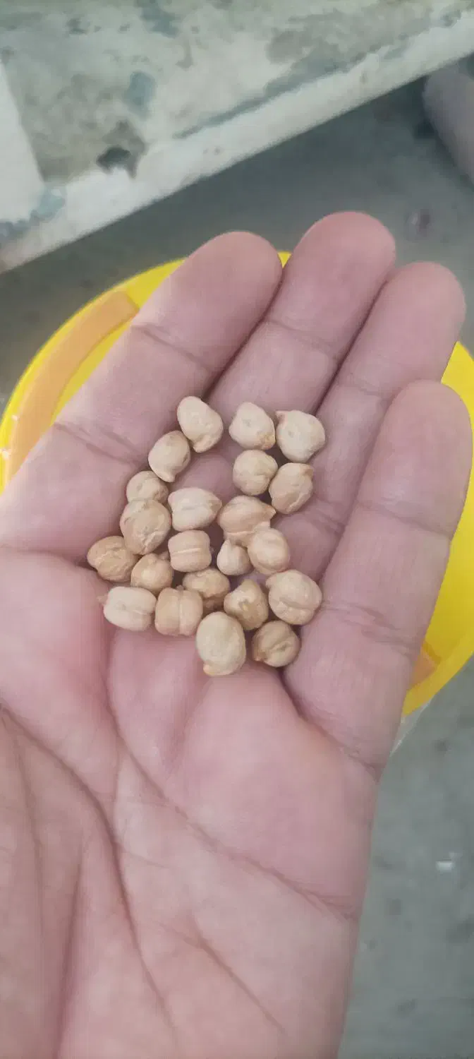 نخود دیم|خوردنی و آشامیدنی|کرمانشاه, |دیوار