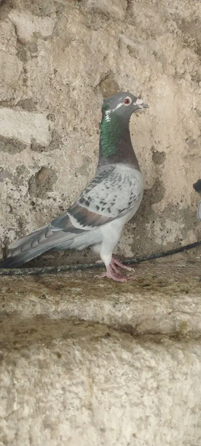 طاوسی کاکل|پرنده|شیراز, پودنک|دیوار