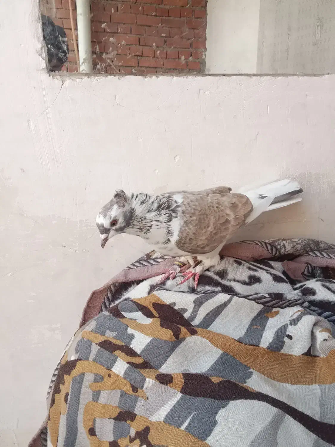 کفتر|پرنده|نقده, |دیوار