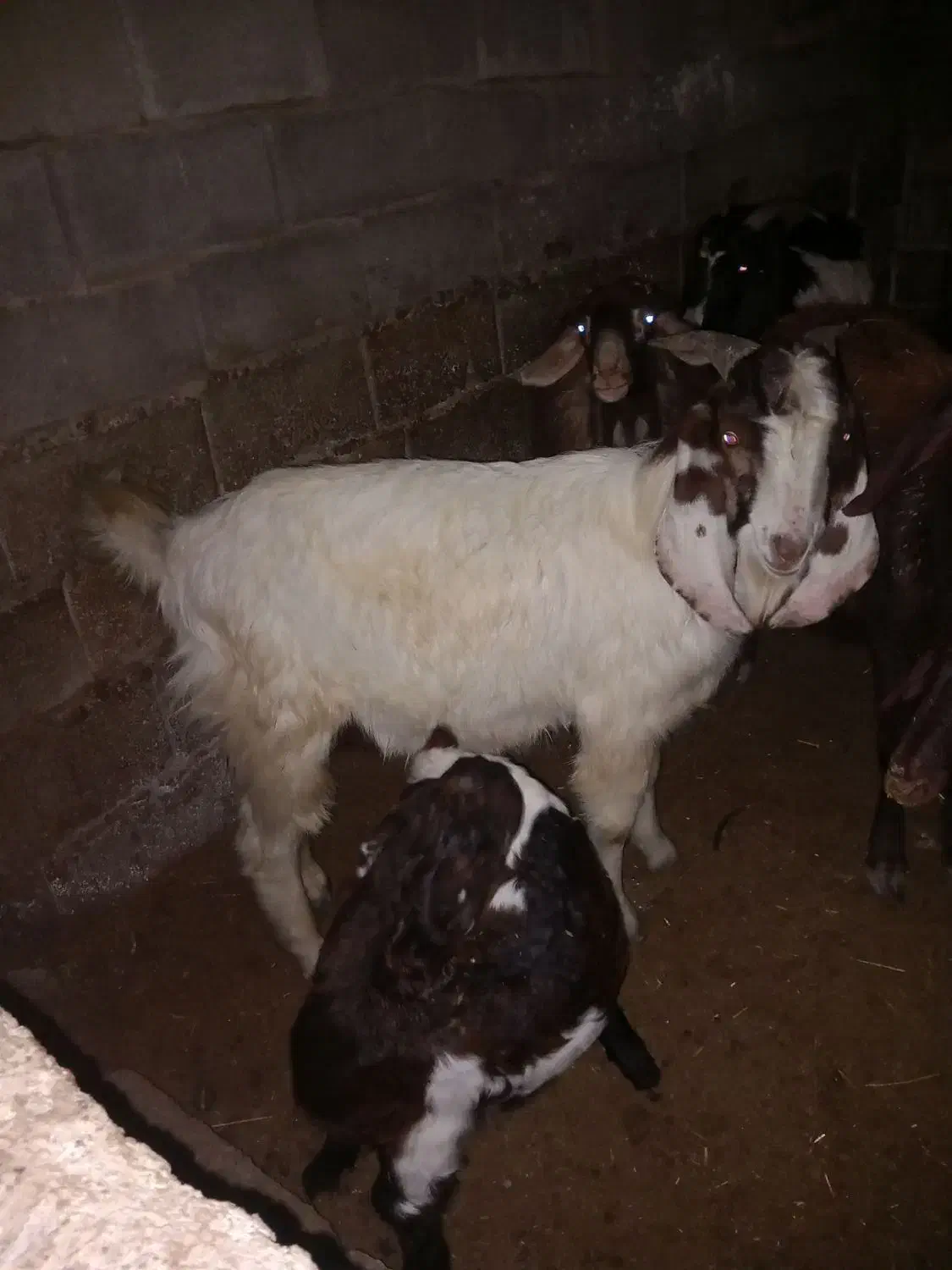 بز جوان|حیوانات مزرعه|آق قلا, |دیوار