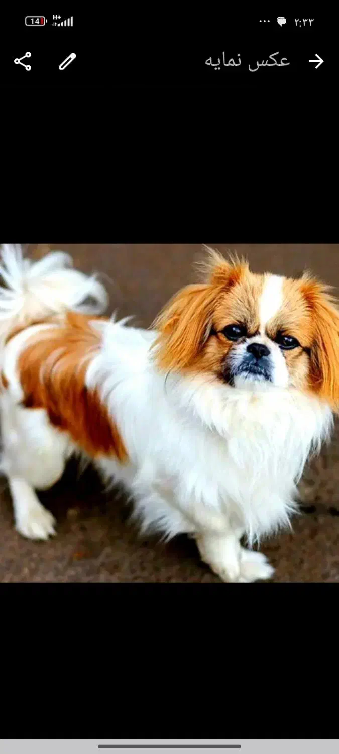 سگ گمشده|حیوانات|اصفهان, لیمجیر|دیوار