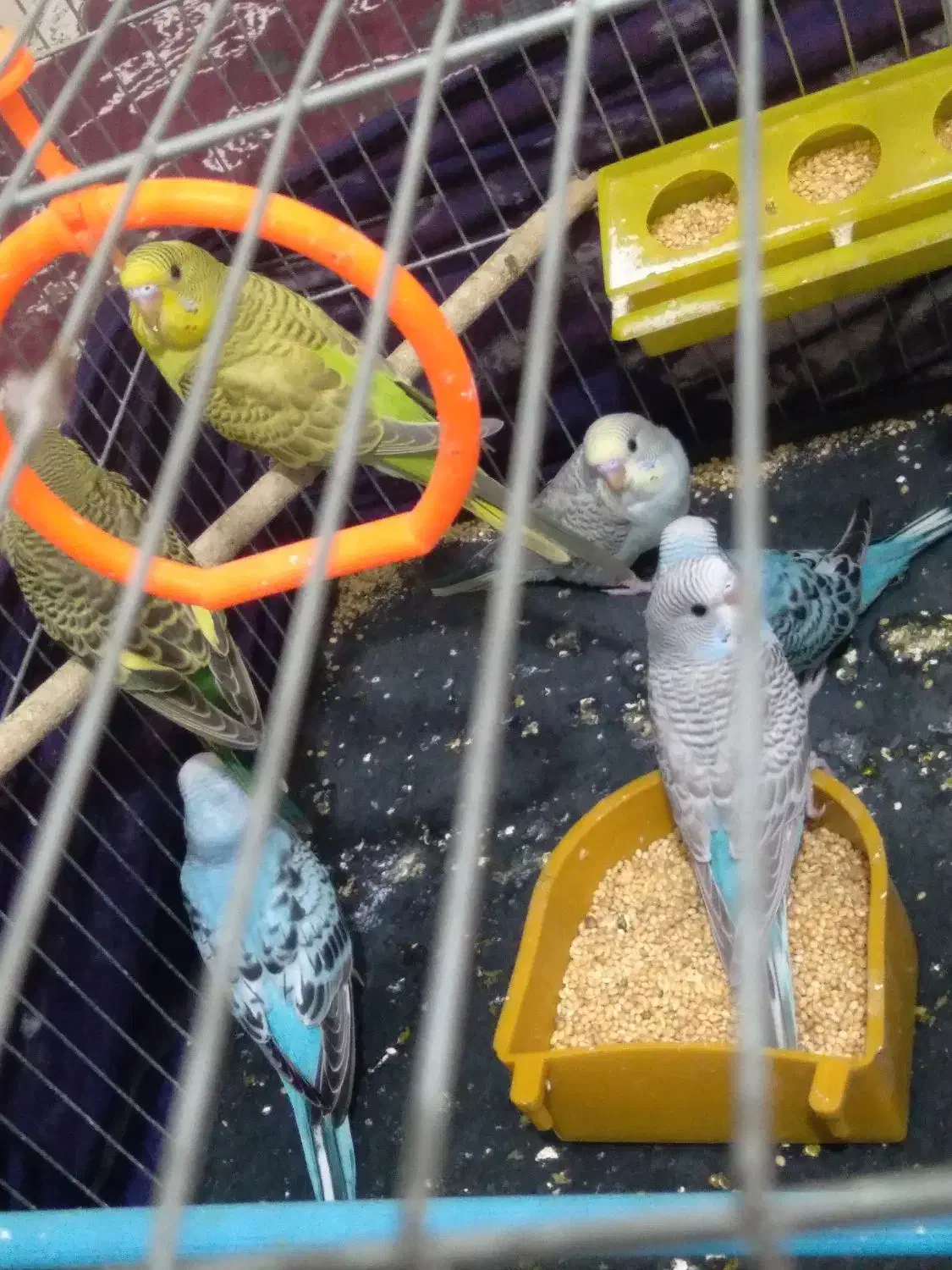 مرغ عشق|پرنده|کارون, |دیوار