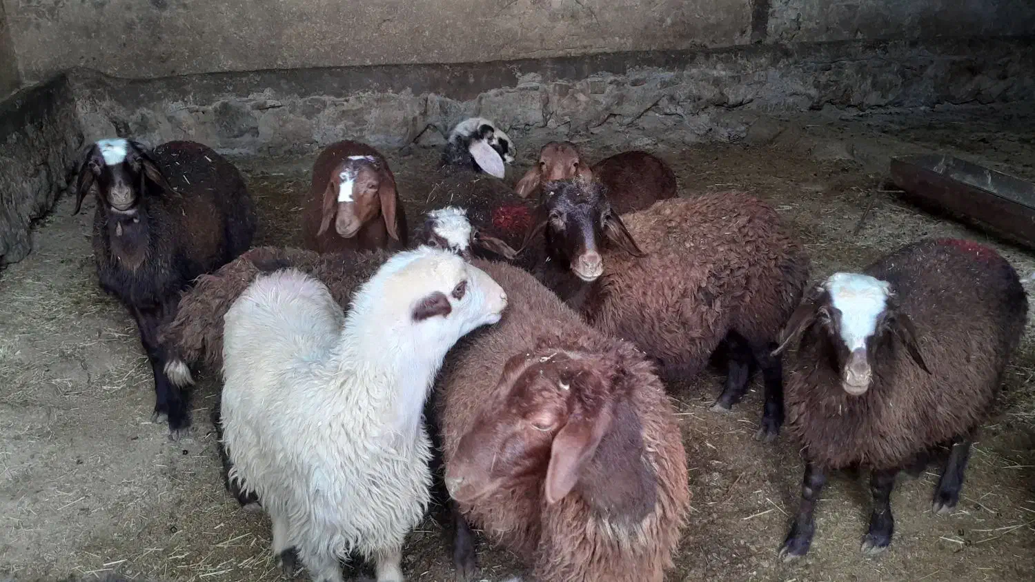 ۱۰ راس بره مخصوص پروار نر|حیوانات مزرعه|بیرانوند, |دیوار