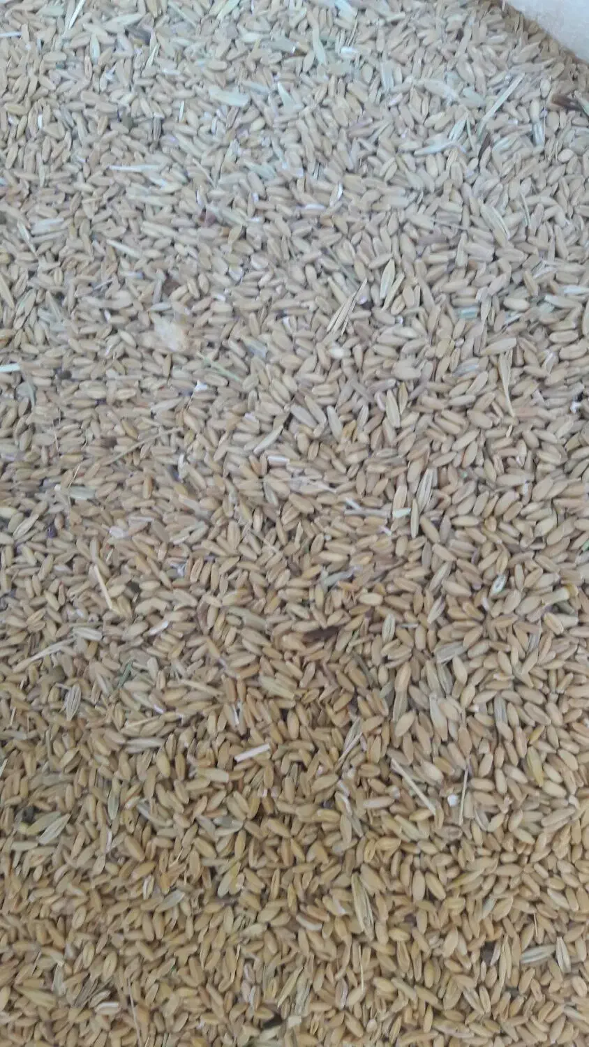 گندم|خدمات باغبانی و درختکاری|بروجرد, |دیوار