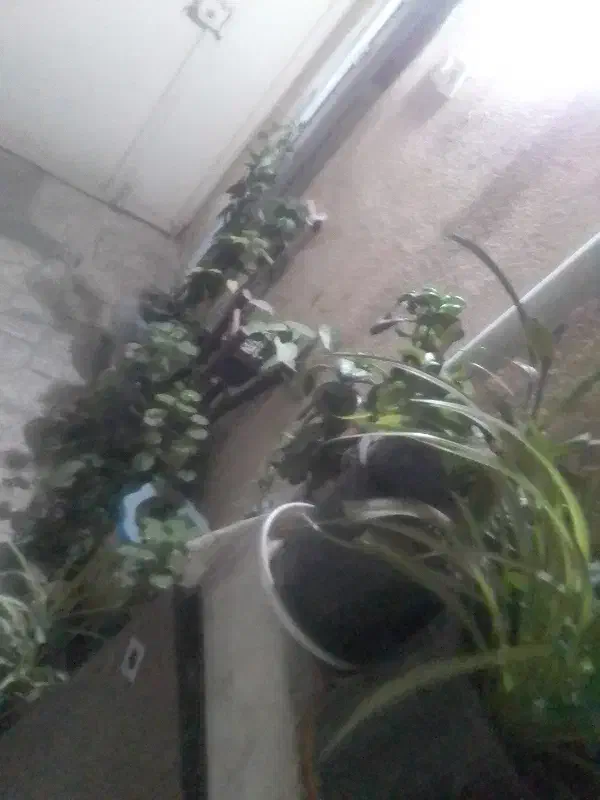 ۲۵عدد گل زینتی طبیعی|گل و گیاه طبیعی|اسلام‌شهر, شهرک توحید|دیوار