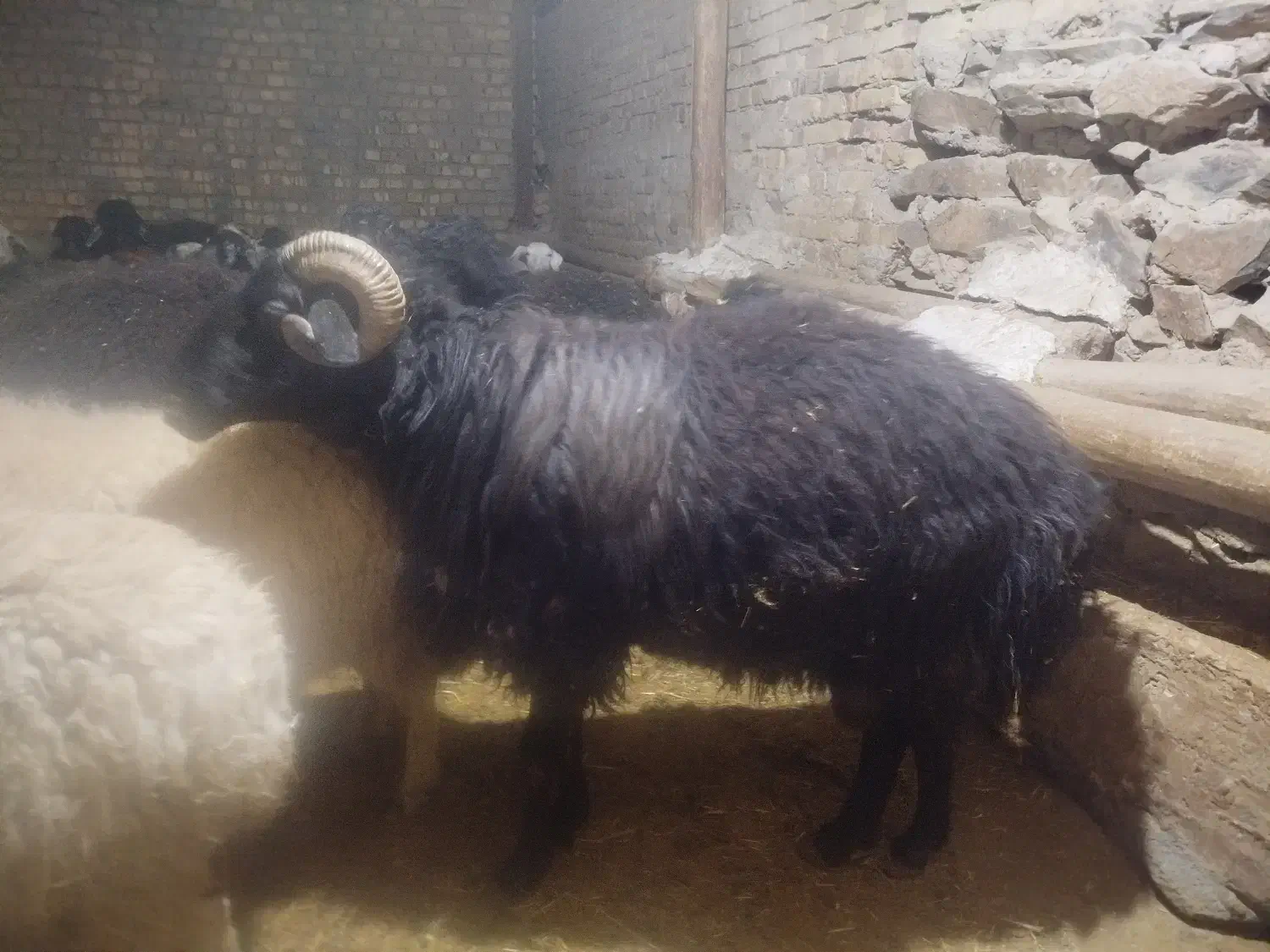 قوچ|حیوانات مزرعه|ساروق, |دیوار