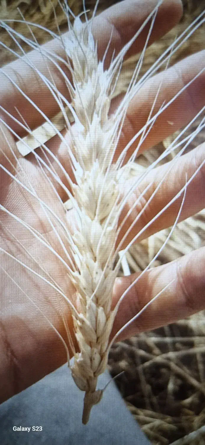 بذر گندم سرداری داس درو|خدمات باغبانی و درختکاری|کامیاران, |دیوار