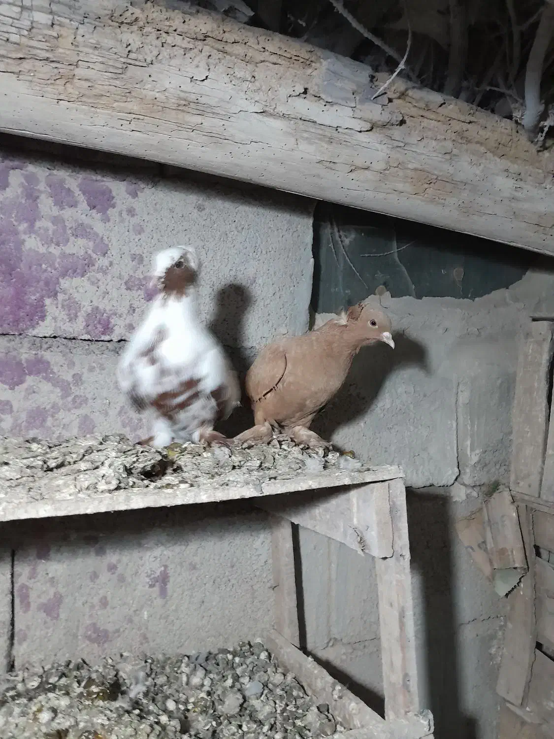 نر چاپی. ککیلی نروماده با جوجه هاش.آلامزک ماده چاپ|پرنده|اردبیل, |دیوار