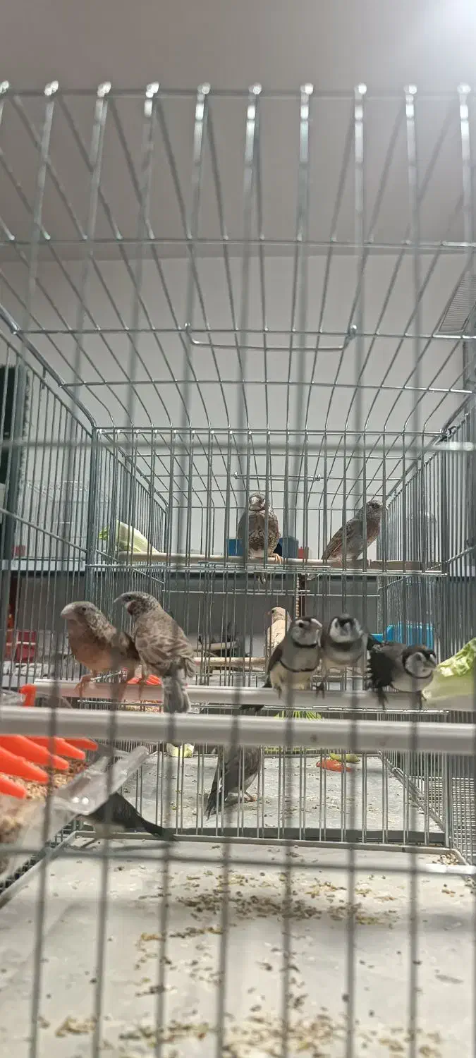 فنچ جغدی و گلو بریده و کراواتی|پرنده|ماکو, |دیوار