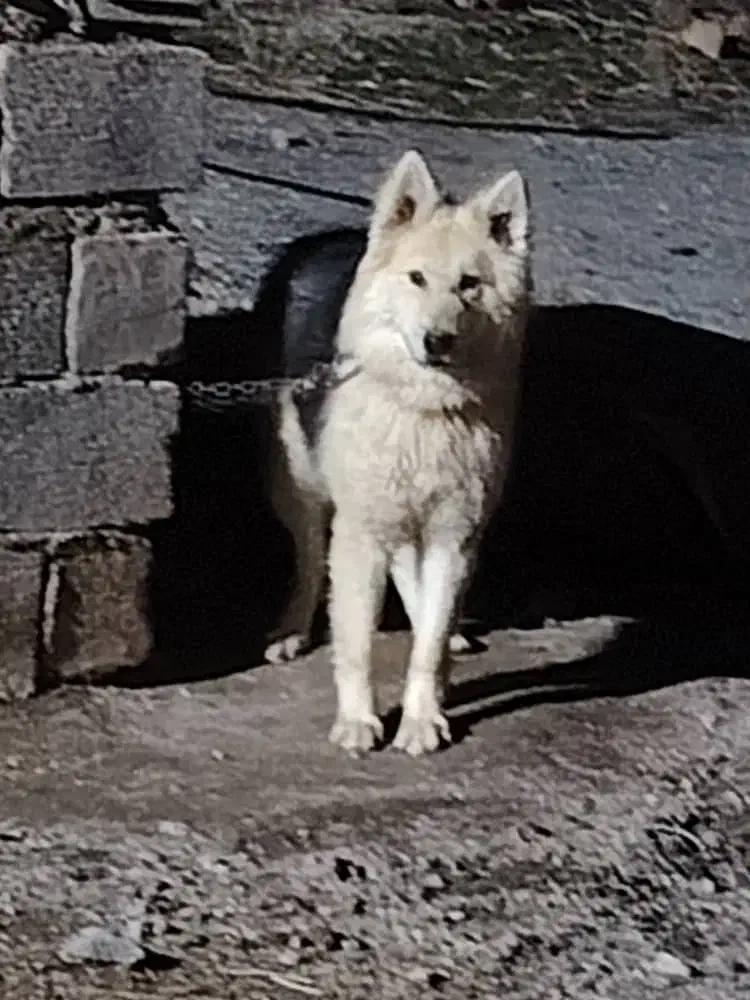 گمشده|حیوانات|سنندج, |دیوار