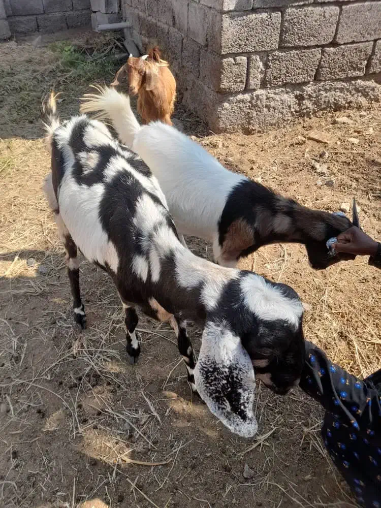 یه بز با یه گیسه 3قلو زا به بفروش میرسد|حیوانات مزرعه|کهنوج, |دیوار