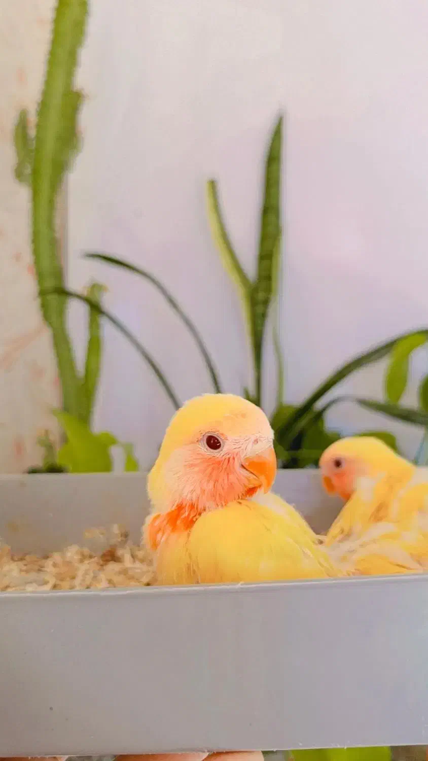 طوطی کتوله|پرنده|سیرجان, |دیوار