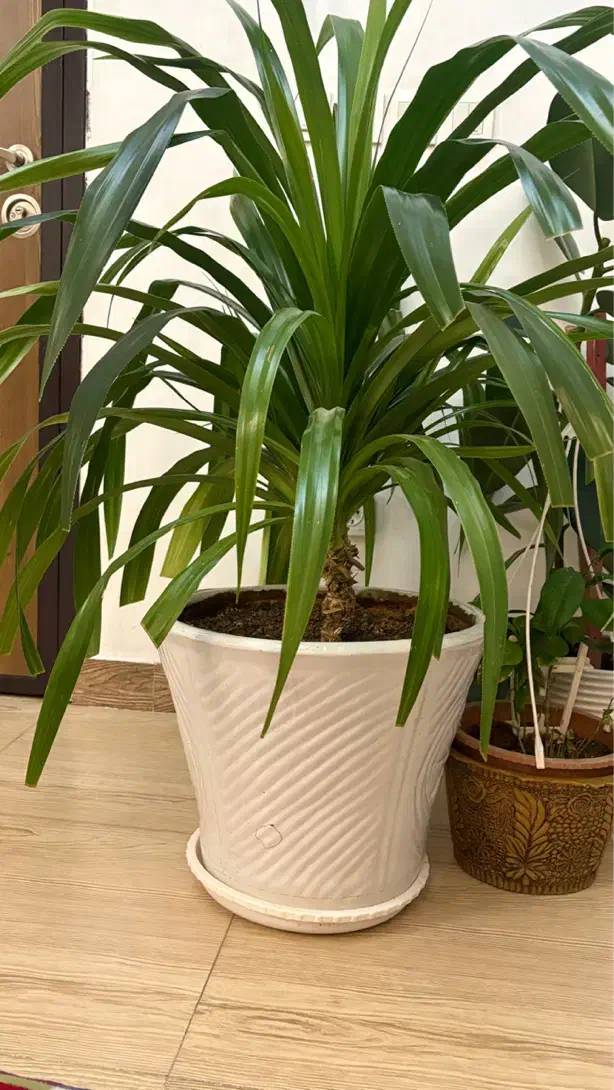 گل پاندانوس|گل و گیاه طبیعی|تبریز, |دیوار