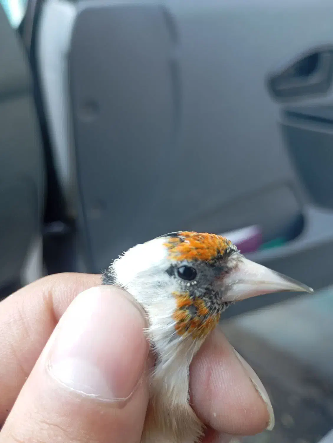 سهره کار داده|پرنده|تهران, اتابک|دیوار