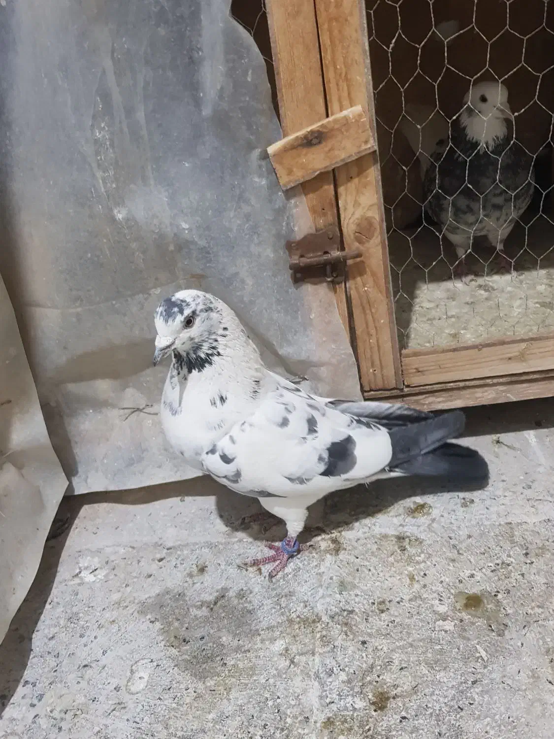 کفتر پرشی|پرنده|شهر ری, سیزده آبان|دیوار