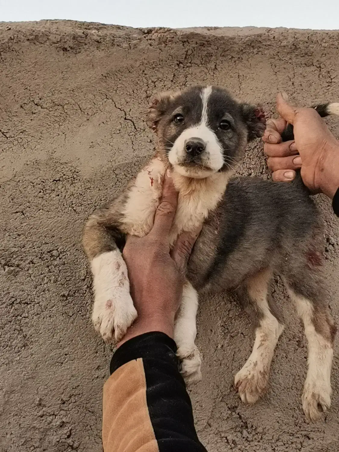 توله سگ افغان ااصل|سگ|کرمان, |دیوار