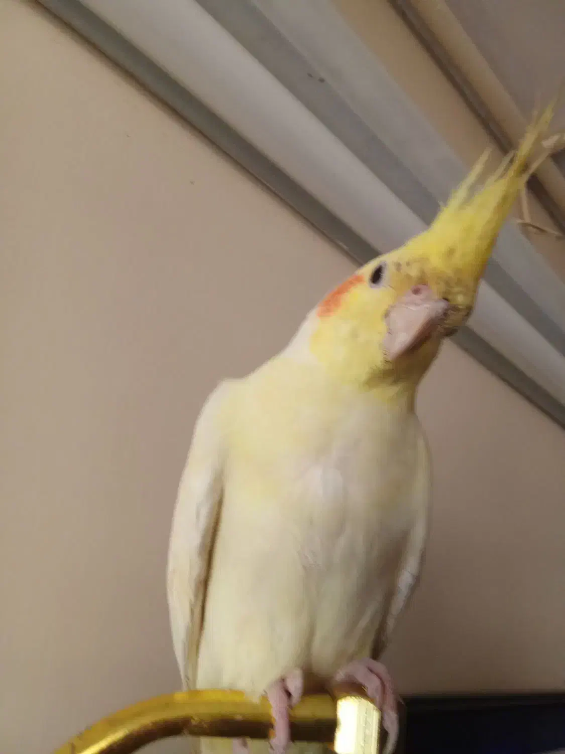 عروس هلندی|پرنده|شاهین‌شهر, اقبال لاهوری|دیوار