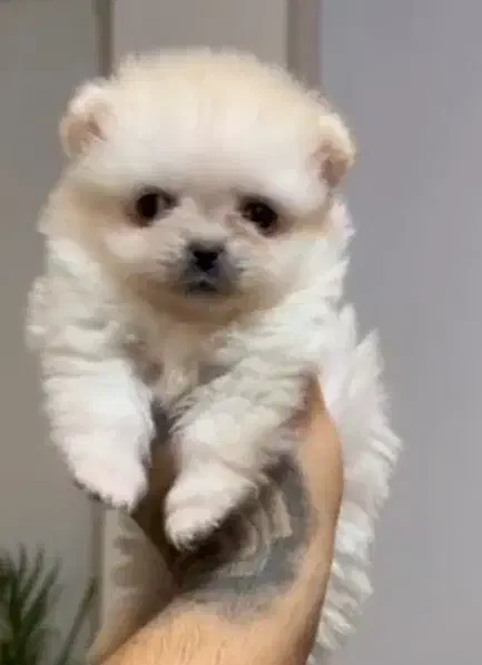 پامر زیبا|سگ|اندیشه, اندیشه فاز ۶|دیوار