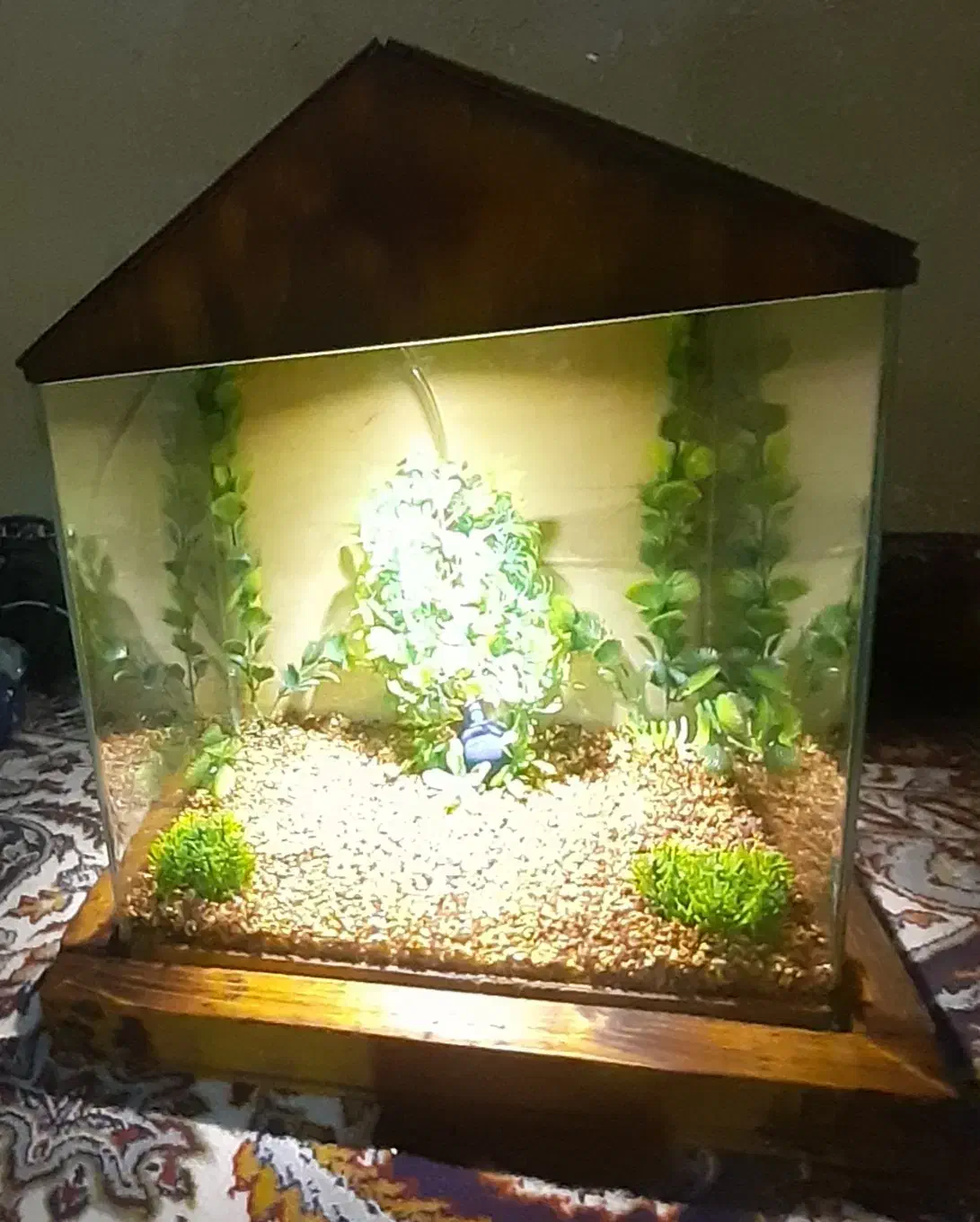 اکواریوم|ماهیگیری|شهرکرد, |دیوار