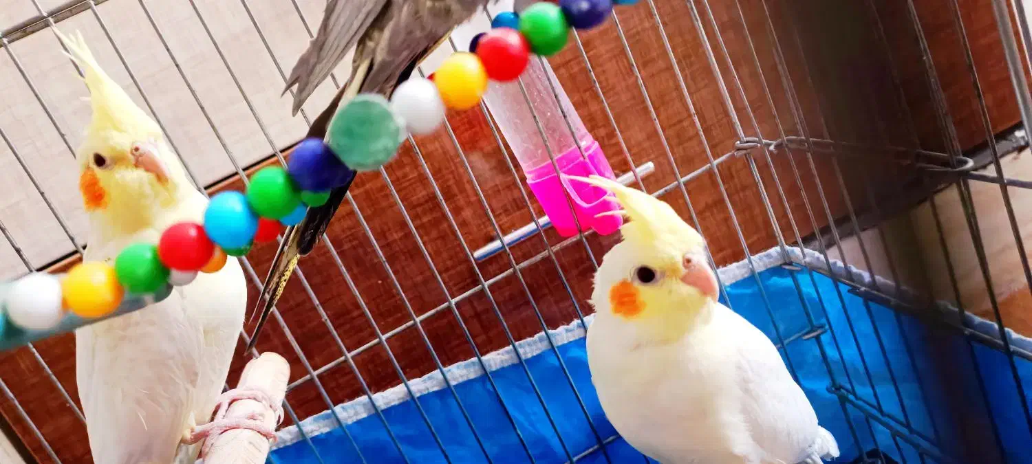 عروس هلندی فول دستی|پرنده|ابهر, |دیوار