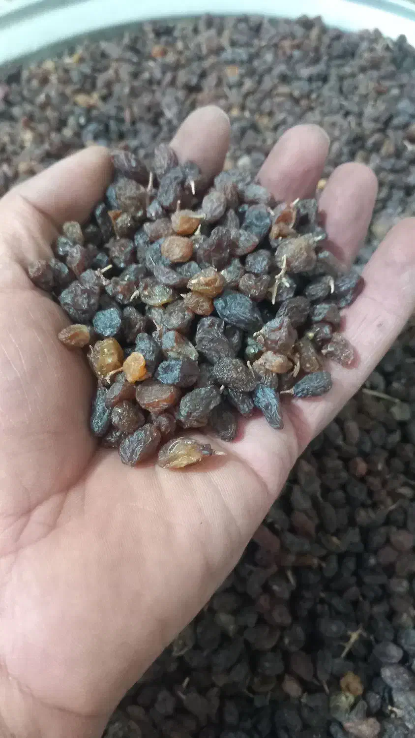 کشمش افتابی شیرین امسالی|خوردنی و آشامیدنی|یزد, |دیوار