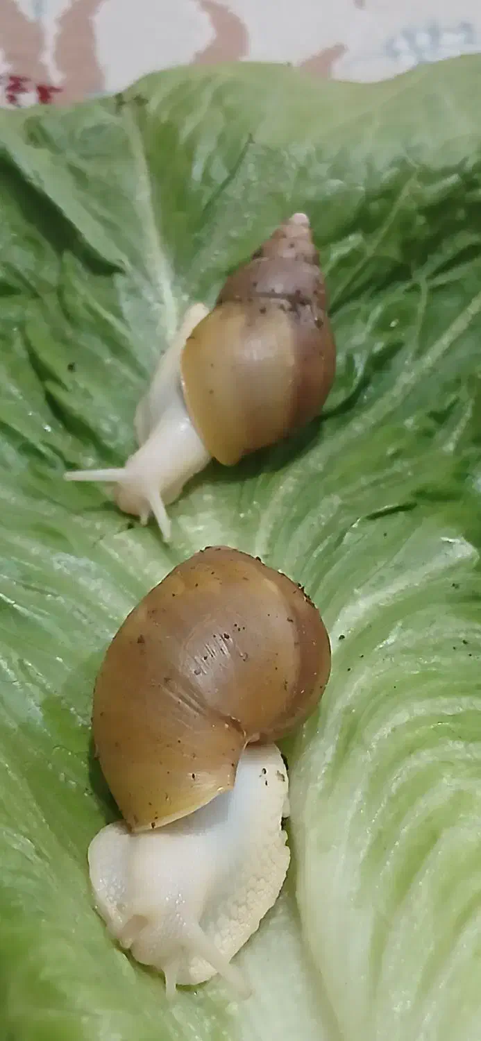 فروش حلزون آلبینو|خزنده|داراب, |دیوار