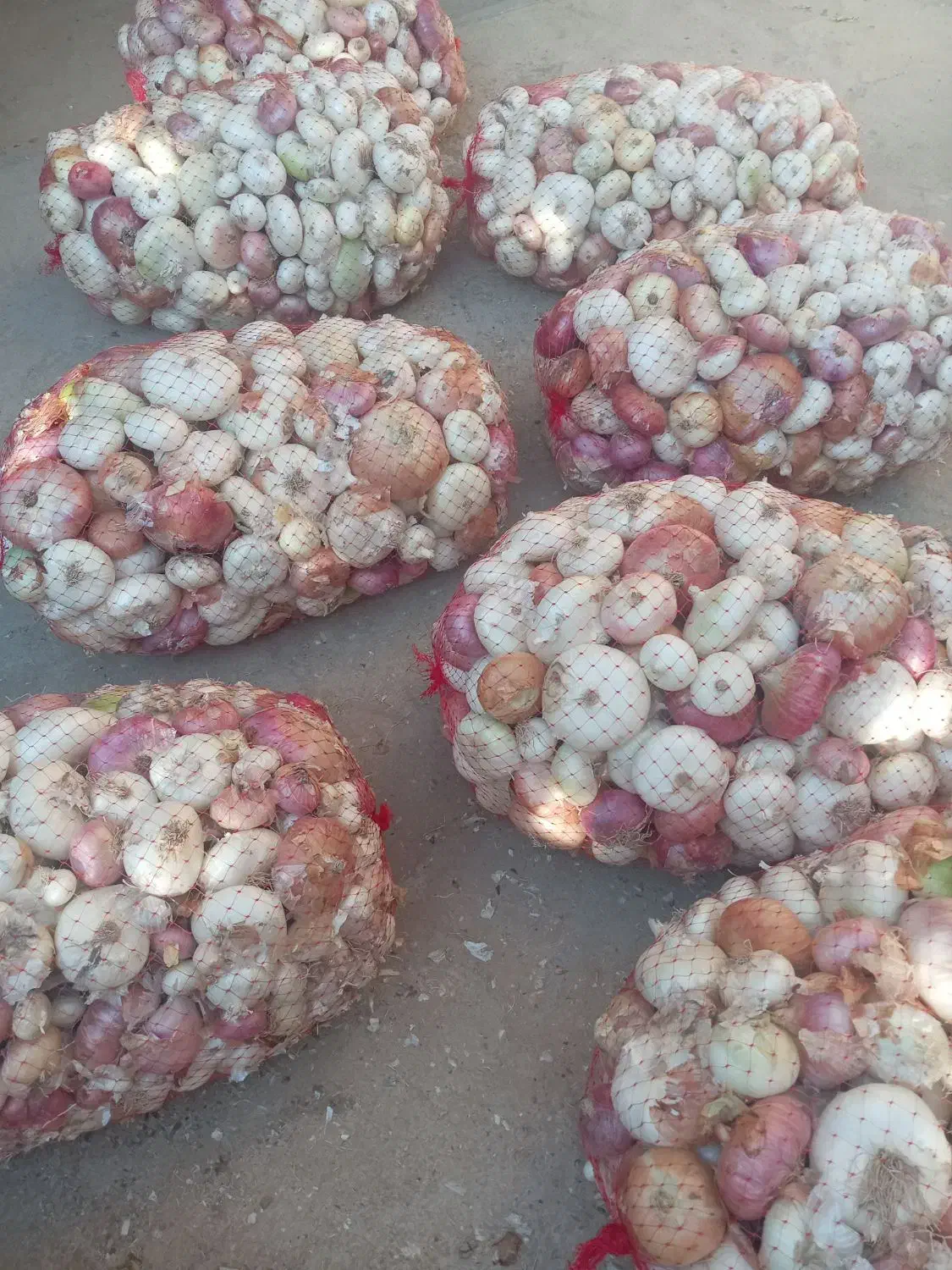 پیازسفیدوقرمزولایتی.|خوردنی و آشامیدنی|زاوه, |دیوار