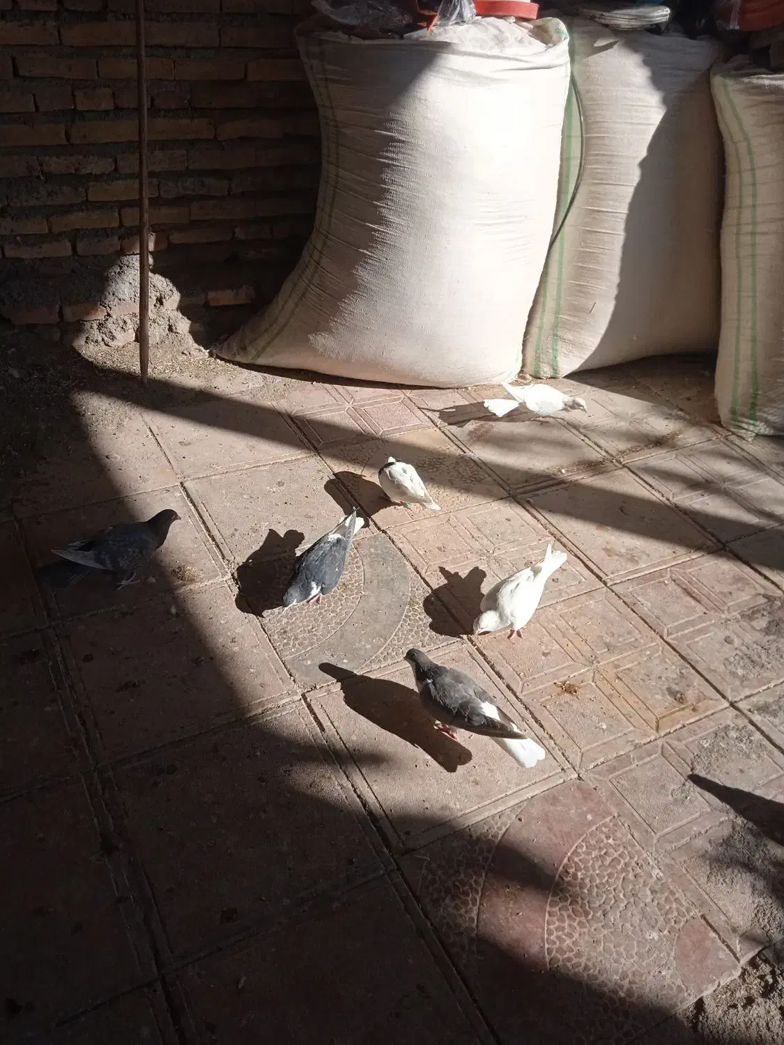 دوازده تا کبوتر پرشی|پرنده|سبزوار, قصبه شرقی|دیوار