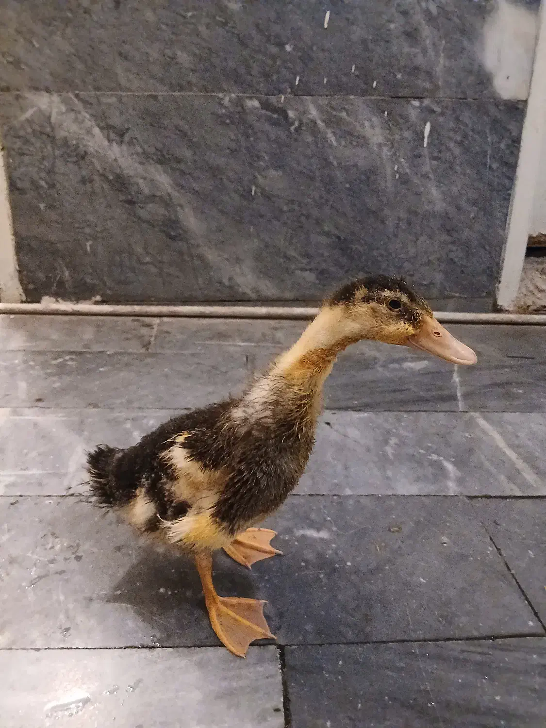 اردک|حیوانات مزرعه|تهران, میرداماد|دیوار