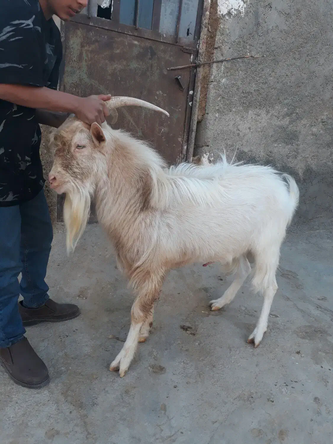 تکه سانن|حیوانات مزرعه|درمیان, |دیوار