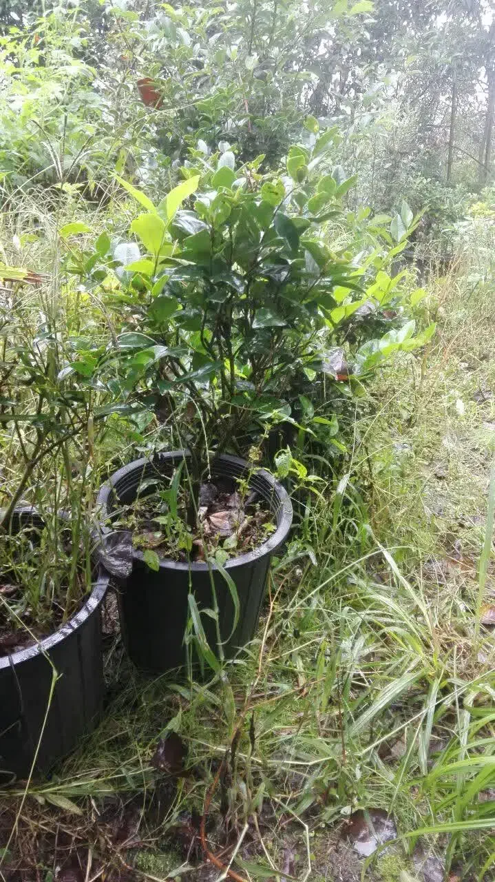 تعدادی گل گلدانی|گل و گیاه طبیعی|کلاچای, |دیوار