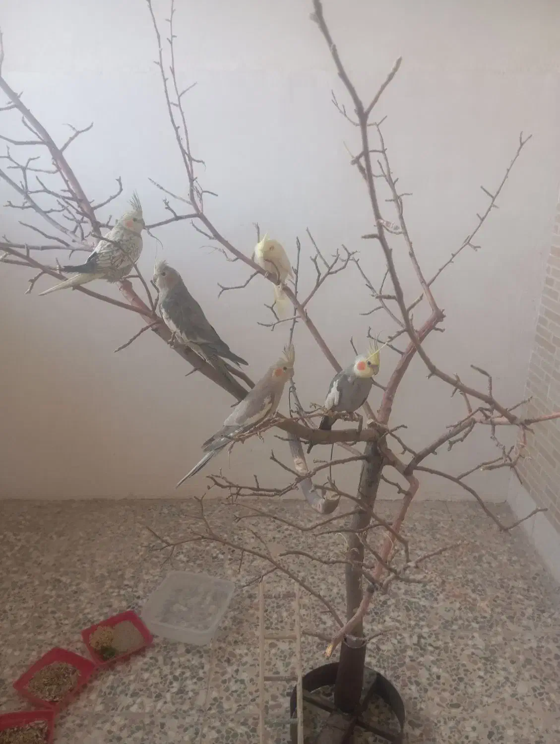 عروس هلندی لوس و نونور|پرنده|سامان, |دیوار