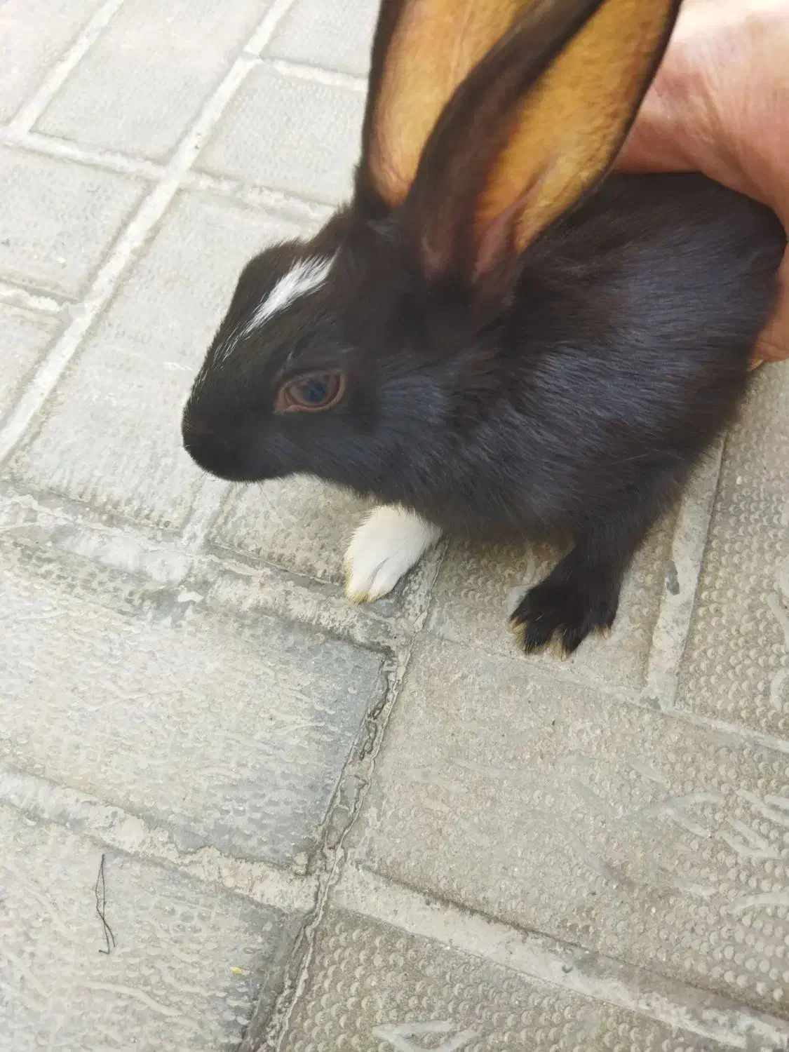 حیوانات خانگی|موش و خرگوش|فیروزآباد (فارس), |دیوار