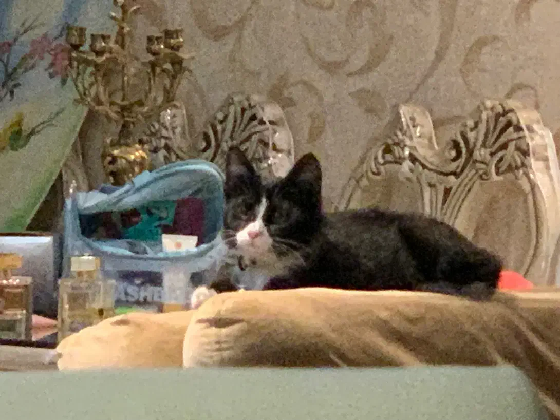 واگذاری|گربه|کرج, اتحاد|دیوار