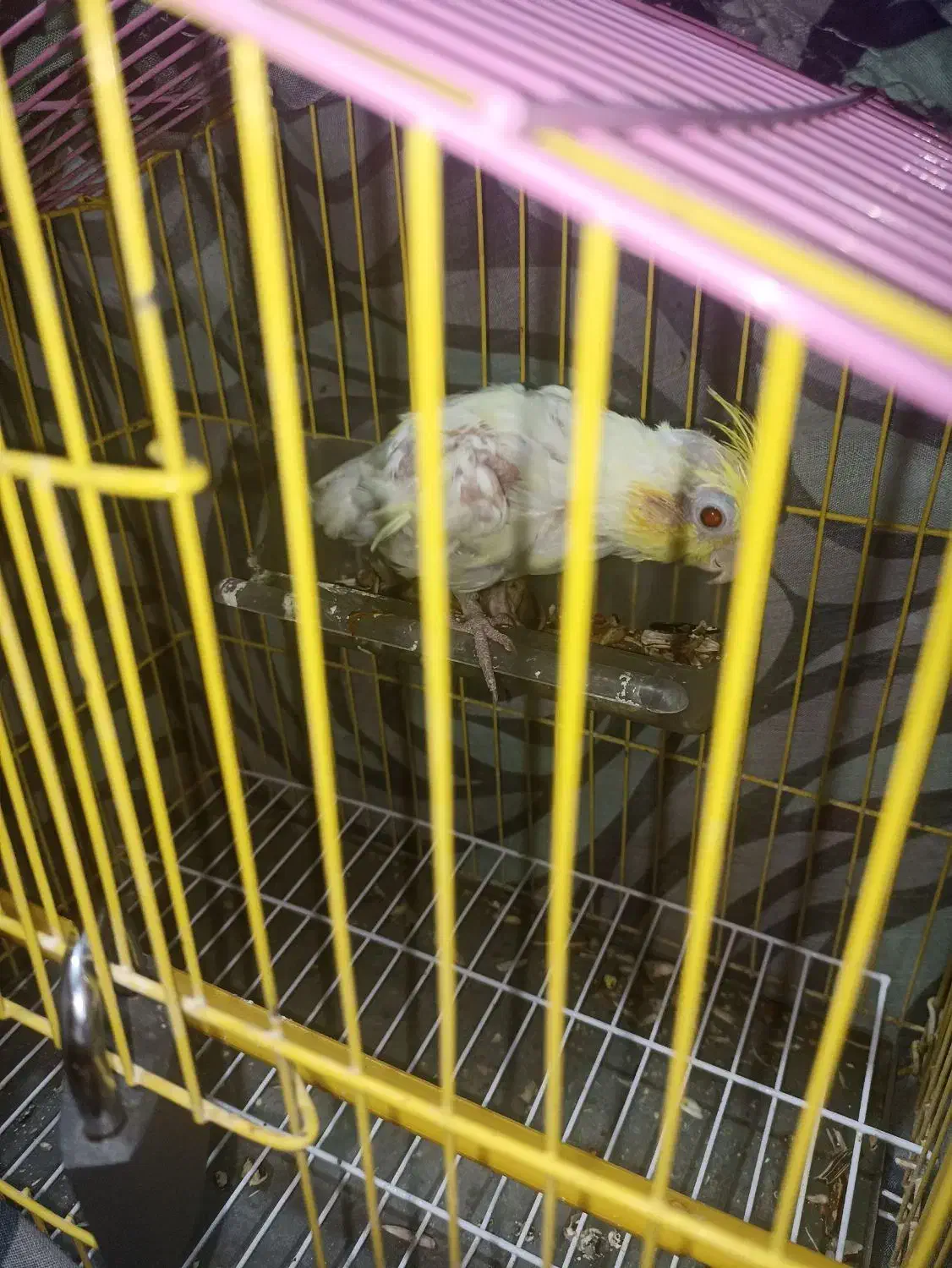 عروس هلندی لوتینو|پرنده|زابل, |دیوار