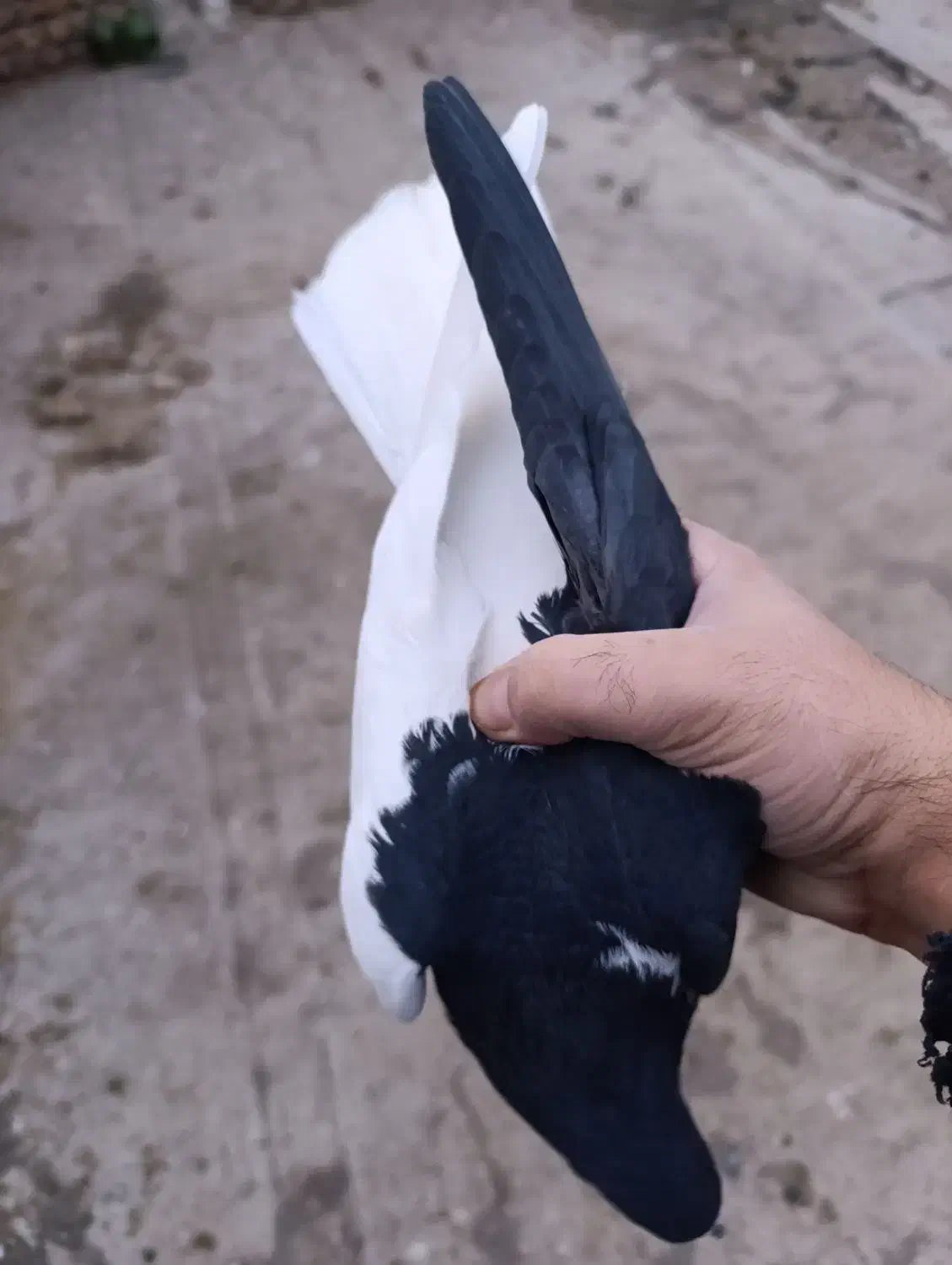 چپ سیاه نر|پرنده|قزوین, |دیوار